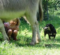Tiergestützte Therapie Tiergestützte Therapie