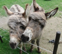 Max und Charly Max und Charly